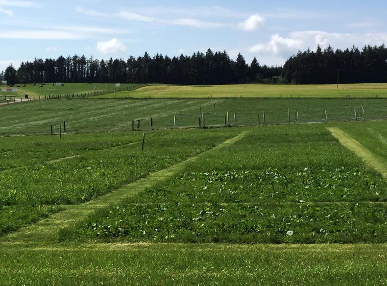 Trials of multi-species swards show promising results Trials of multi-species swards show promising results