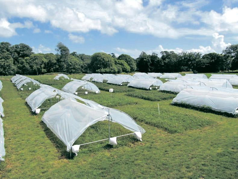 Trials of multi-species swards show promising results Trials of multi-species swards show promising results