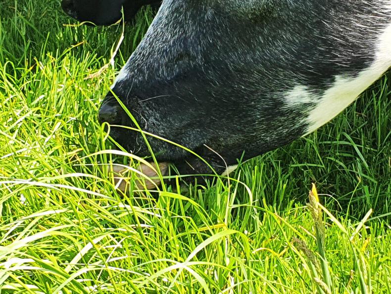 Mart manager comment: big money for quality cattle in Ballinrobe Mart manager comment: big money for quality cattle in Ballinrobe