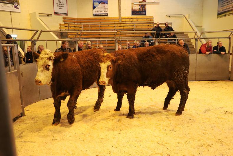 Scottish prices: beef rise continue at a pace with abattoirs quoting £3.80/kg Scottish prices: beef rise continue at a pace with abattoirs quoting £3.80/kg