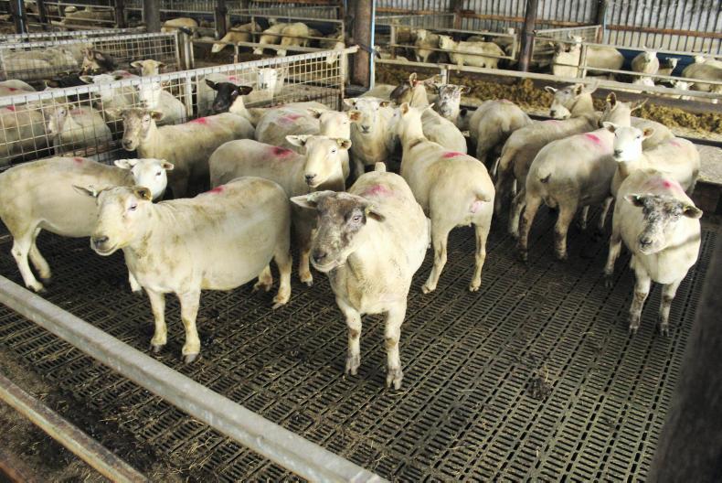 Factories can pay 30c more than quoted prices for lambs Factories can pay 30c more than quoted prices for lambs