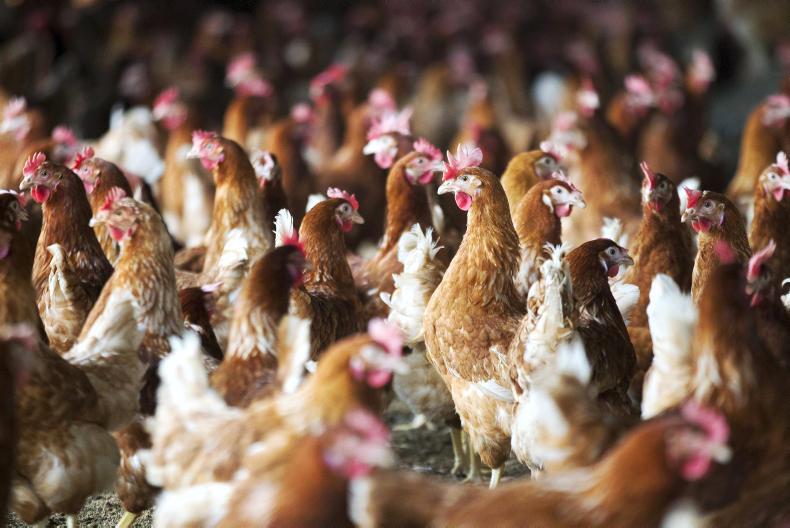 Factories must stop driving farmers out of business Factories must stop driving farmers out of business