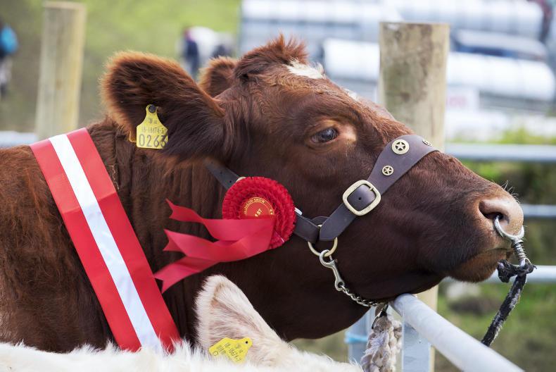 'She kicked the gate, which then hit me in the forehead' 'She kicked the gate, which then hit me in the forehead'