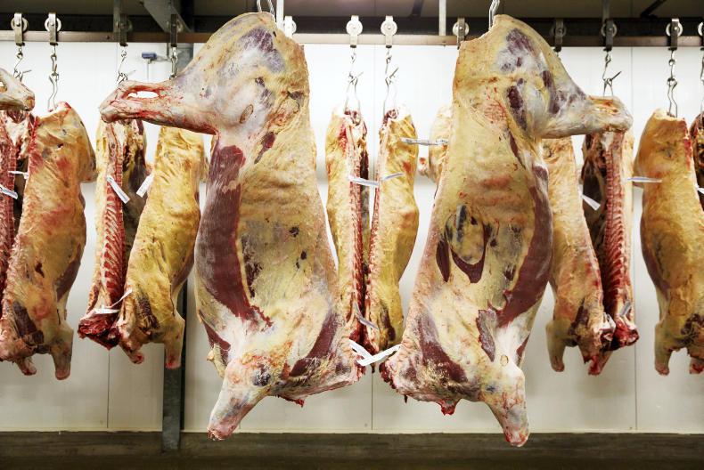 Beef Trends: factories struggling to source cattle Beef Trends: factories struggling to source cattle