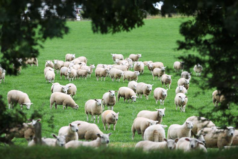 Farmer Writes: weaning lambs and topping grass Farmer Writes: weaning lambs and topping grass