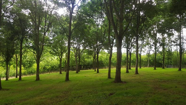 Aim to achieve 18% forest cover by mid-century unrealistic Aim to achieve 18% forest cover by mid-century unrealistic