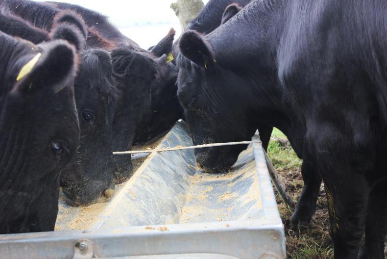 Northern prices: prime beef trade at seven-year high Northern prices: prime beef trade at seven-year high