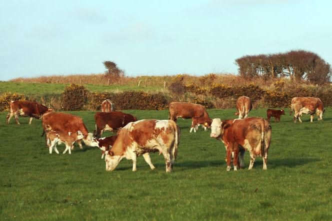 Farmer Writes: staycations and the reputation of the meat sector Farmer Writes: staycations and the reputation of the meat sector