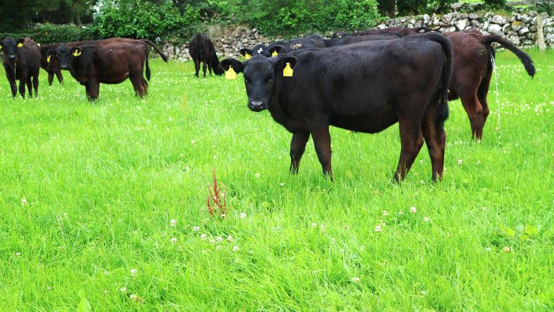 Thrive: keeping calves on target this autumn Thrive: keeping calves on target this autumn