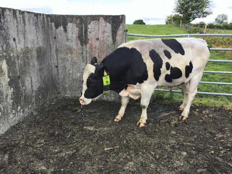 Improving profitability through excellent reproductive performance Improving profitability through excellent reproductive performance