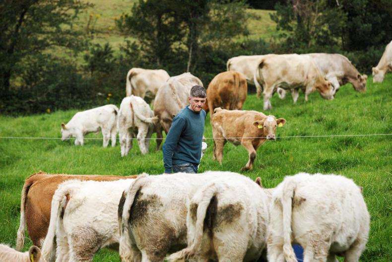 Beef Management: dealing with the weather, dosing, and the Beef Finisher Payment Beef Management: dealing with the weather, dosing, and the Beef Finisher Payment