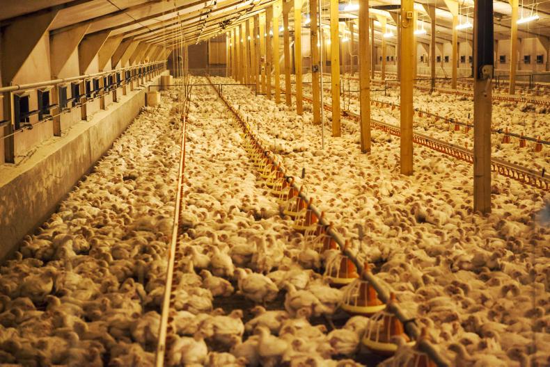 Poultry meat expansion looks set to continue Poultry meat expansion looks set to continue