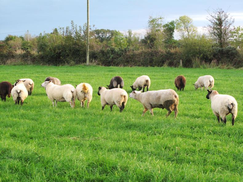 Sheep management grazing plans, mineral supplementation and straw
