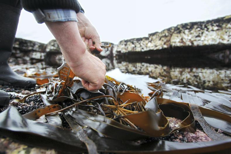 Seaweed cuts livestock emissions – QUB study Seaweed cuts livestock emissions – QUB study