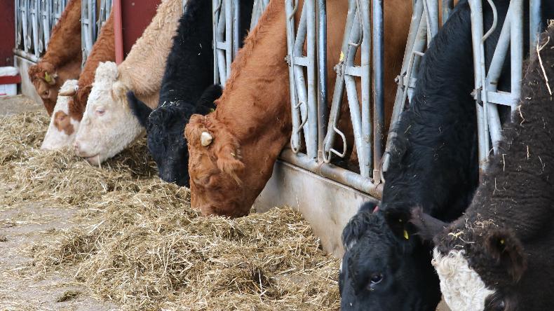 Time to assess silage quality on beef farms Time to assess silage quality on beef farms