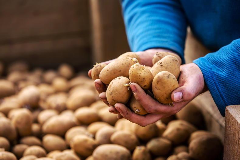 Potatoes: mechanised, professional and taking on new market opportunities Potatoes: mechanised, professional and taking on new market opportunities