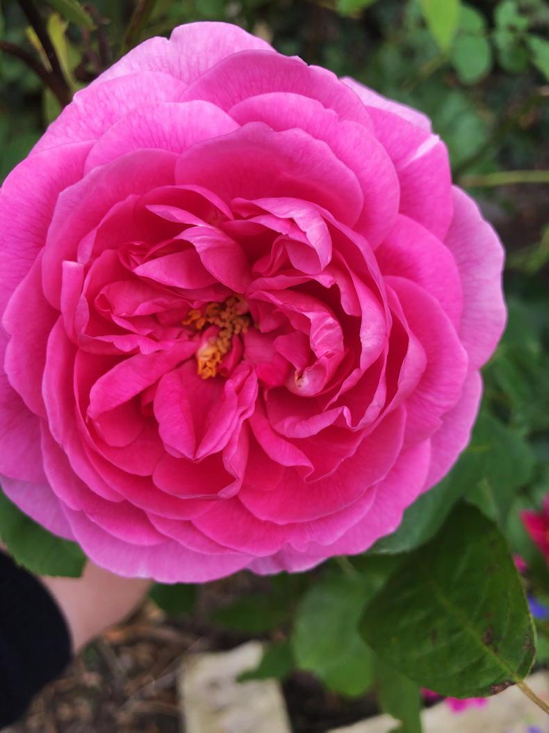 Mairead’s Garden Favourites 10 Rosa ’Gertrude Jekyll’ 30 September
