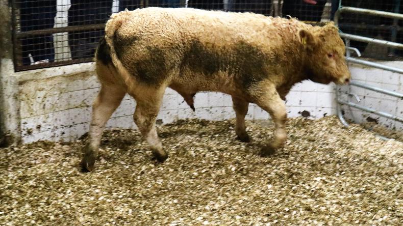 MartBids database: numbers grow as we enter big month for weanlings MartBids database: numbers grow as we enter big month for weanlings