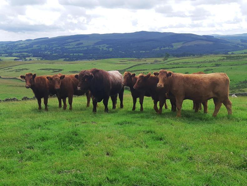 Scottish prices: slight dip in beef market but lamb still booming Scottish prices: slight dip in beef market but lamb still booming