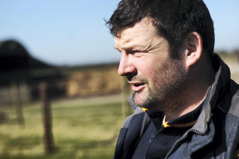 Farmer Writes: raddling rams for breeding Farmer Writes: raddling rams for breeding