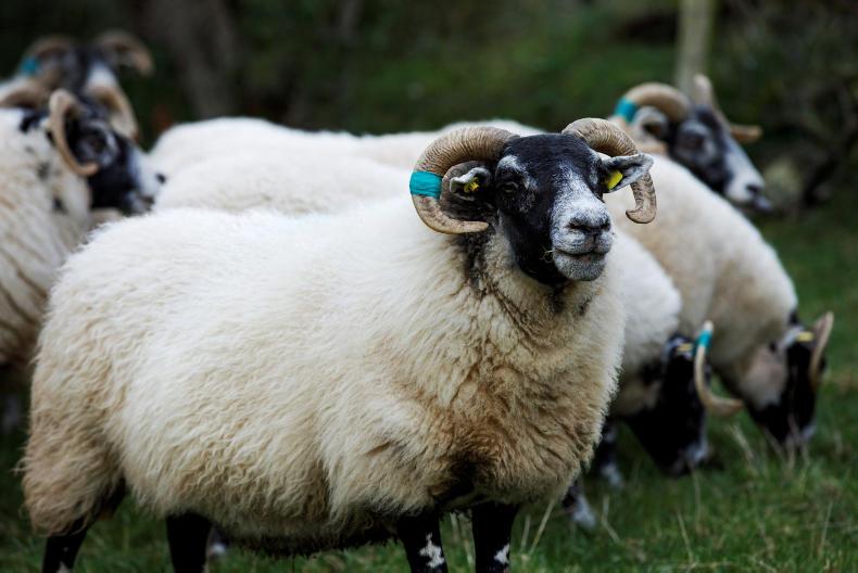 Blackface hoggets stolen near Limavady Blackface hoggets stolen near Limavady
