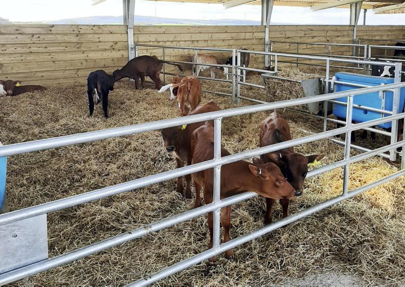 CalfChat opinion divided on pros and cons of automatic v manual calf feeding CalfChat opinion divided on pros and cons of automatic v manual calf feeding