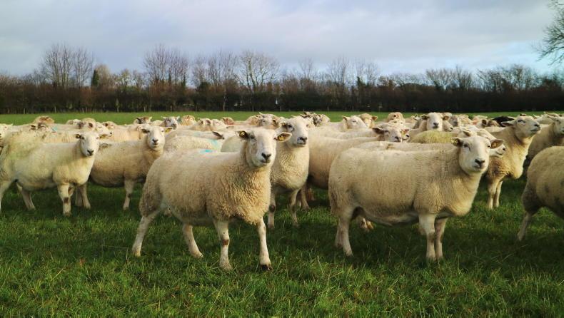 Liver fluke treatment: an in-depth analysis of available products Liver fluke treatment: an in-depth analysis of available products