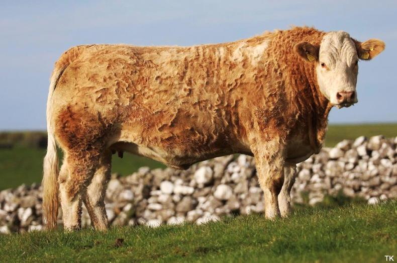 Watch: in-calf heifers hit €9,000 in Elphin on Martbids Watch: in-calf heifers hit €9,000 in Elphin on Martbids