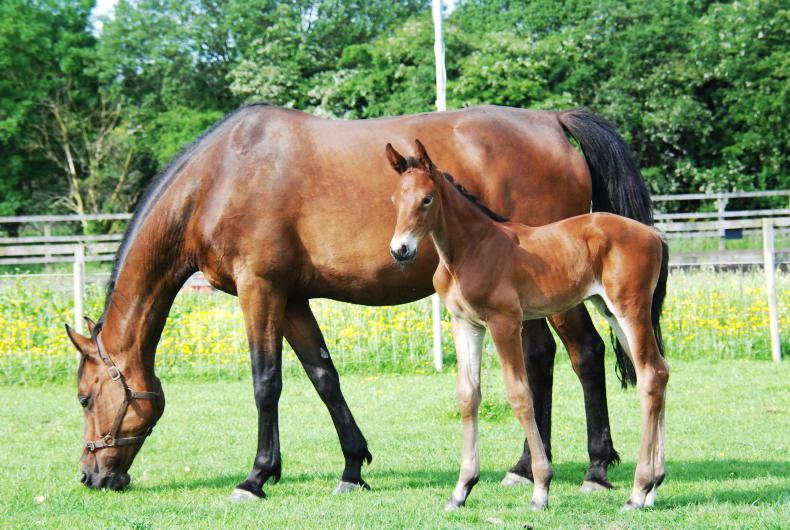 Performance breeding highlighted in foal championship Performance breeding highlighted in foal championship