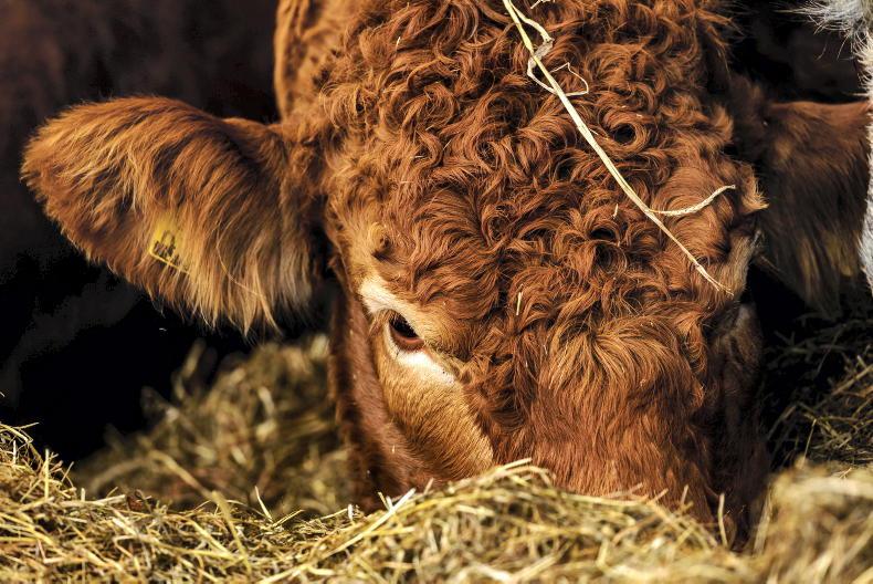 Prices rise as factories are on the hunt for cattle Prices rise as factories are on the hunt for cattle