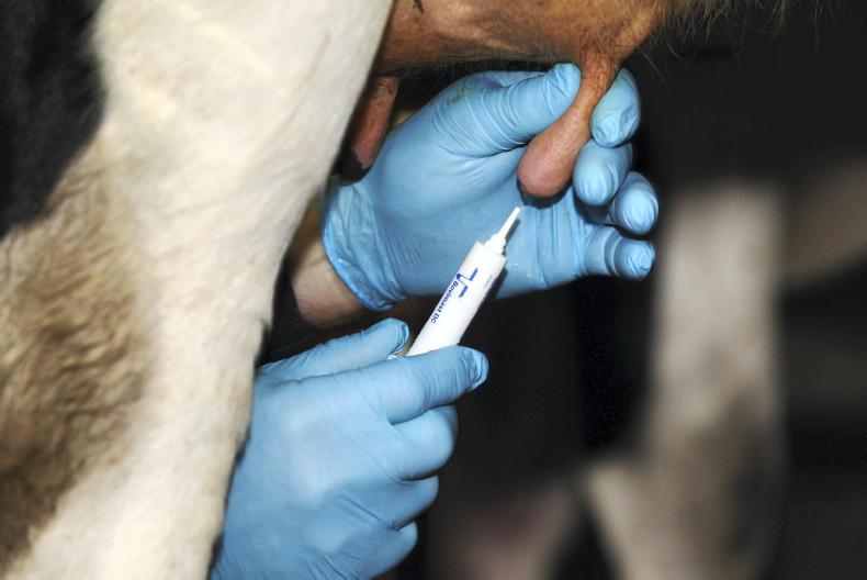 Dairy management: top tips for tubing cows Dairy management: top tips for tubing cows