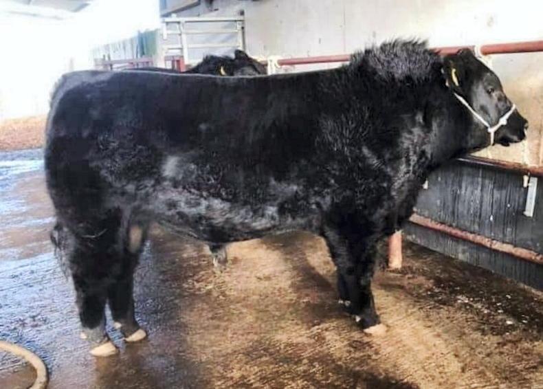 Listen: what makes an Angus bull worth €8,600 Listen: what makes an Angus bull worth €8,600