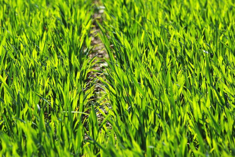 Examining how to keep plants stress free Examining how to keep plants stress free