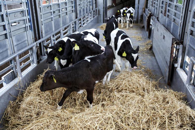No impact on Irish calf exports from British ban No impact on Irish calf exports from British ban