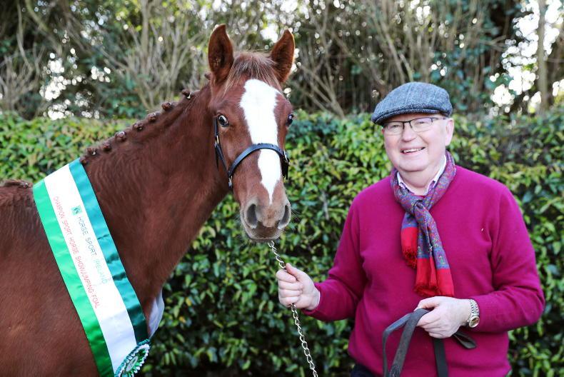 Dr Noel Cawley: ‘Horses are the perfect therapy’ Dr Noel Cawley: ‘Horses are the perfect therapy’