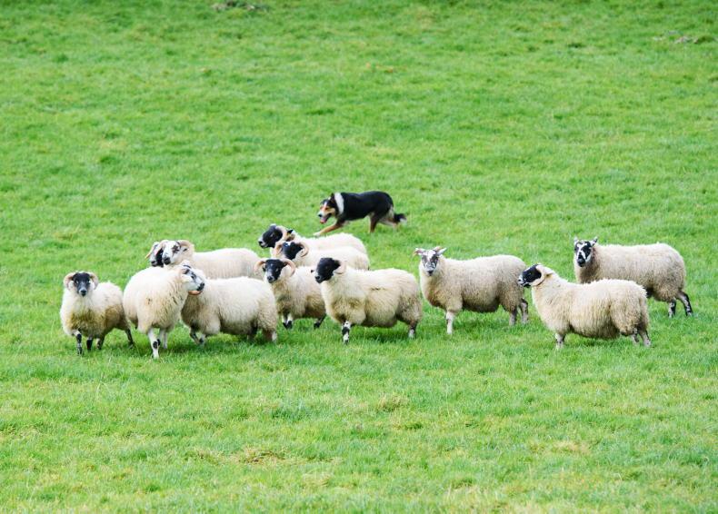 Sheep Trends: trade winds down amid transport chaos Sheep Trends: trade winds down amid transport chaos