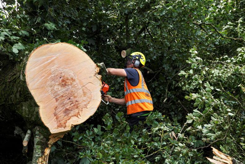 Who is responsible for a fallen tree? Free