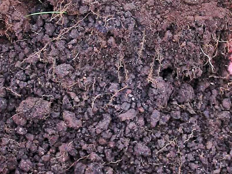 Watch now: soil health focus in Sustainable Farm Insights video Watch now: soil health focus in Sustainable Farm Insights video