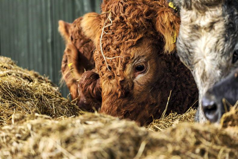 BDGP Application deadline and getting ready for calving 2021 BDGP Application deadline and getting ready for calving 2021
