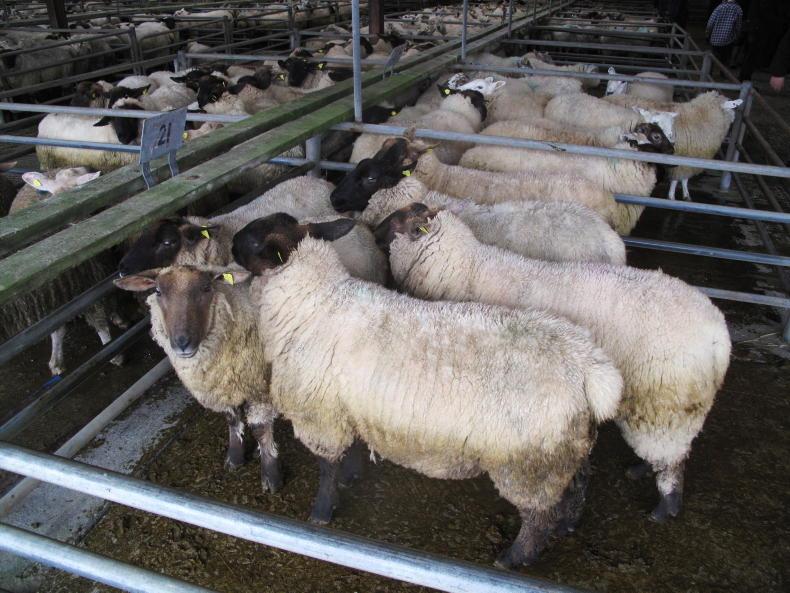 Sheep trends: factory prices surge to €6.50/kg Sheep trends: factory prices surge to €6.50/kg