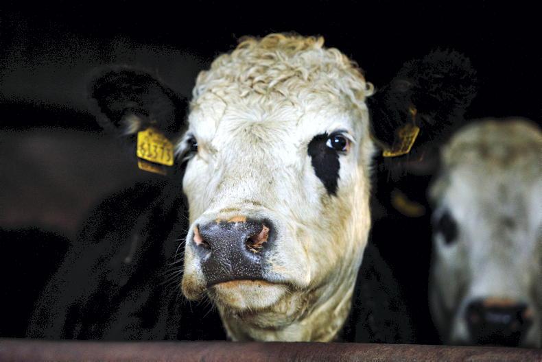 Bord Bia Meat Seminar: Irish cattle kill could fall by 80,000 head in 2021 Bord Bia Meat Seminar: Irish cattle kill could fall by 80,000 head in 2021