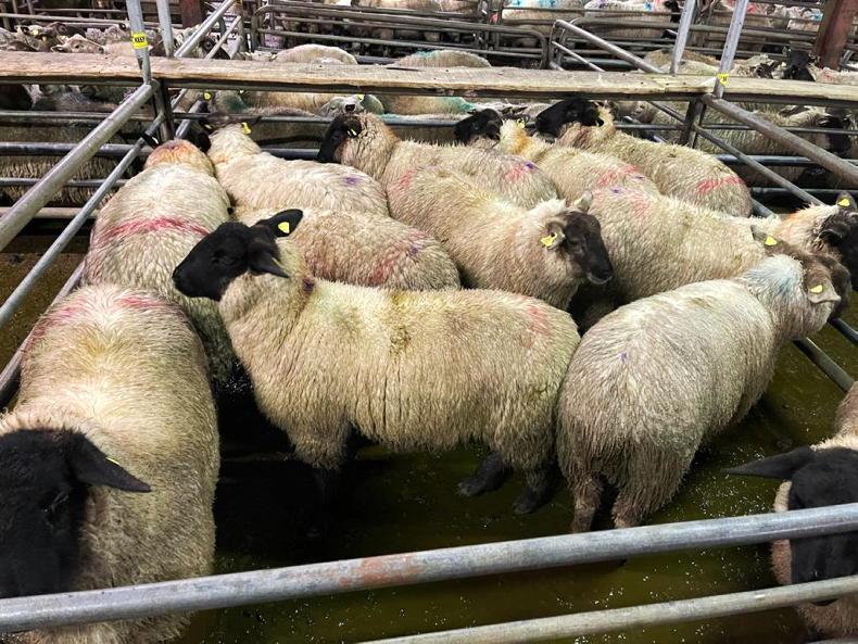 Sheep mart report: hogget prices weaken in some sales Sheep mart report: hogget prices weaken in some sales