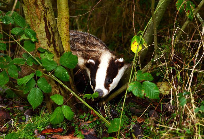 Badger cull hit with more delays Badger cull hit with more delays