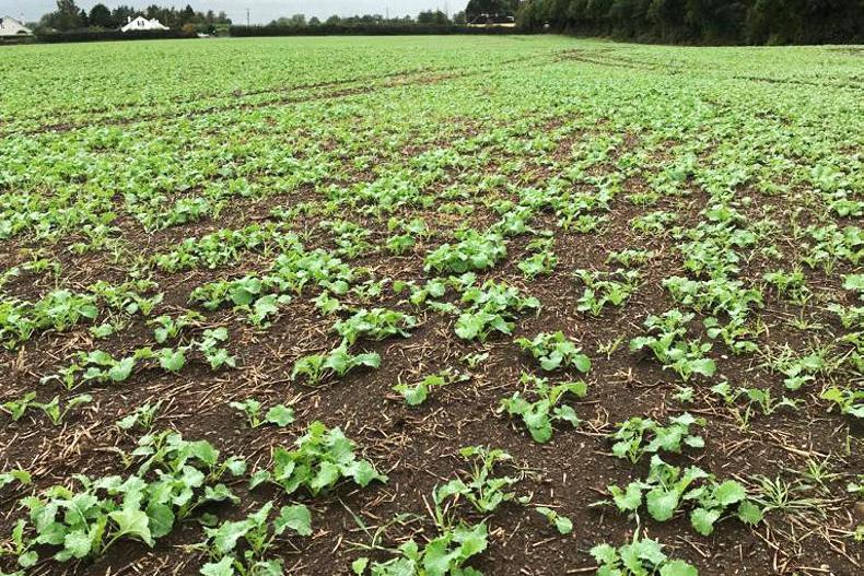 First dedicated growth regulator for oilseed rape First dedicated growth regulator for oilseed rape