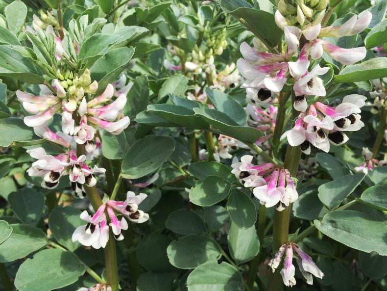 Spring beans: Boxer dropped but new varieties on the horizon Spring beans: Boxer dropped but new varieties on the horizon