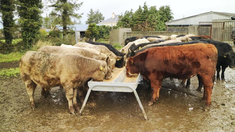 Newford Farm: mid-winter weighing shows positive performance Newford Farm: mid-winter weighing shows positive performance