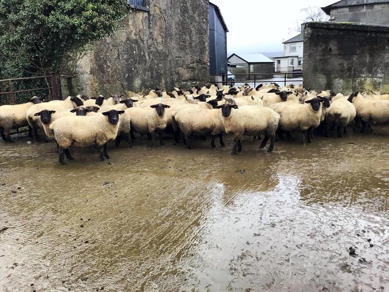 Chance to acquire top in-lamb ewes in Kilkenny Mart clearance sale Chance to acquire top in-lamb ewes in Kilkenny Mart clearance sale