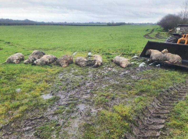 Farmer describes ‘soul destroying’ dog attack on sheep Farmer describes ‘soul destroying’ dog attack on sheep