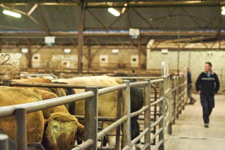 MartBids Database: trade holds firm as numbers begin to build MartBids Database: trade holds firm as numbers begin to build