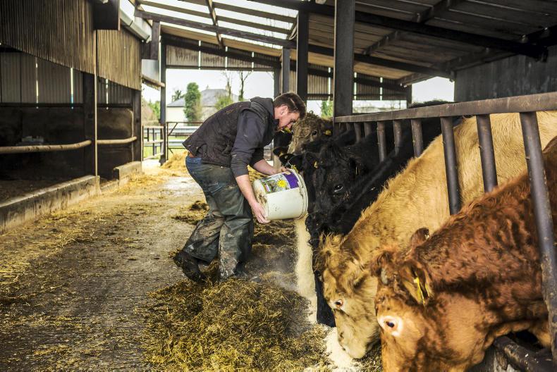 Watch: calm before calving kicks off on Tullamore Farm Watch: calm before calving kicks off on Tullamore Farm
